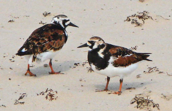 RuddyTurnstone-1.jpg