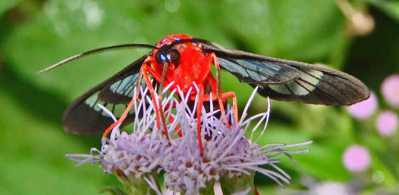 Scarlet-bodiedWasp-Moth-CosmosomaMyrodora-4.jpg
