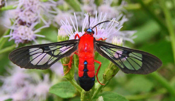Scarlet-bodiedWasp-Moth-CosmosomaMyrodora-6.jpg