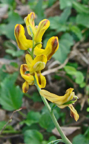 ScrambledEggs-Corydalismicrantha-1.jpg