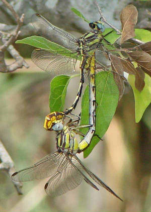 Sulphur-tippedClubtail-5.jpg