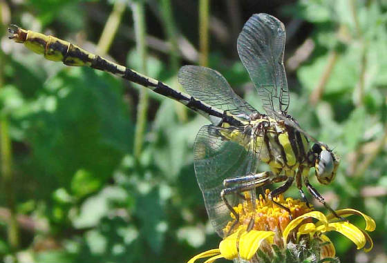 Sulphur-tippedClubtail.jpg