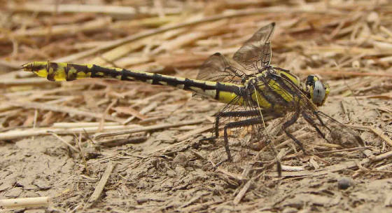 TamaulipanClubtail-17.jpg