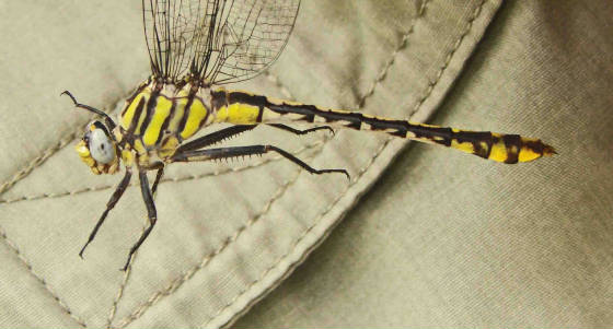 TamaulipanClubtail-18.jpg