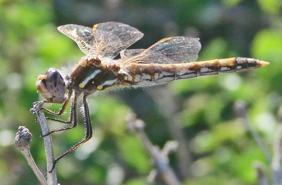 VariegatedMeadowhawk-2.jpg