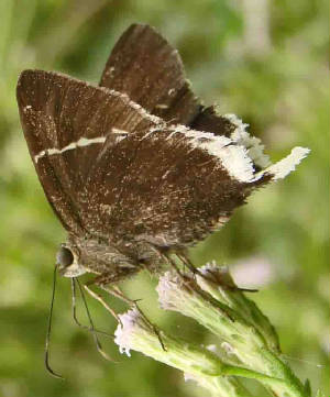 White-tailedLongtail-1.jpg