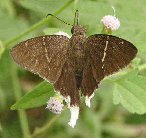 White-tailedLongtail-2.jpg