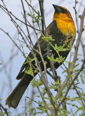 Yellow-headedBlackbird-3.jpg