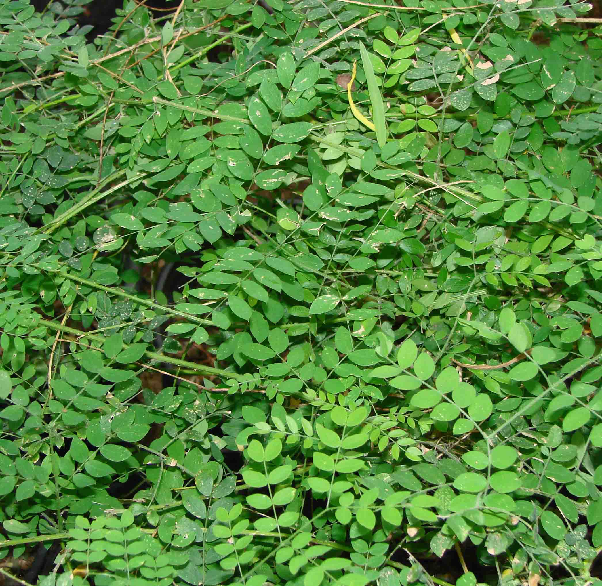 12-MimosaVine-MimosaMalacophylla-1.jpg
