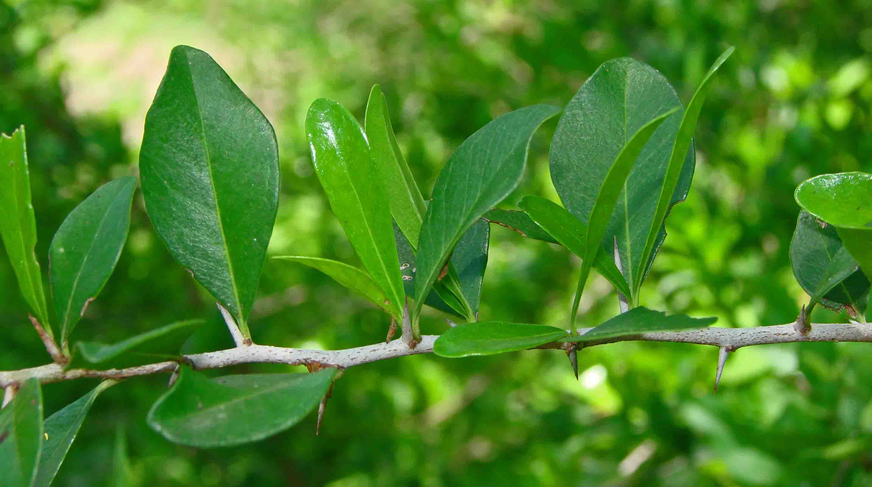 33-DesertYaupon-SchaefferiaCuneifolia-2.jpg