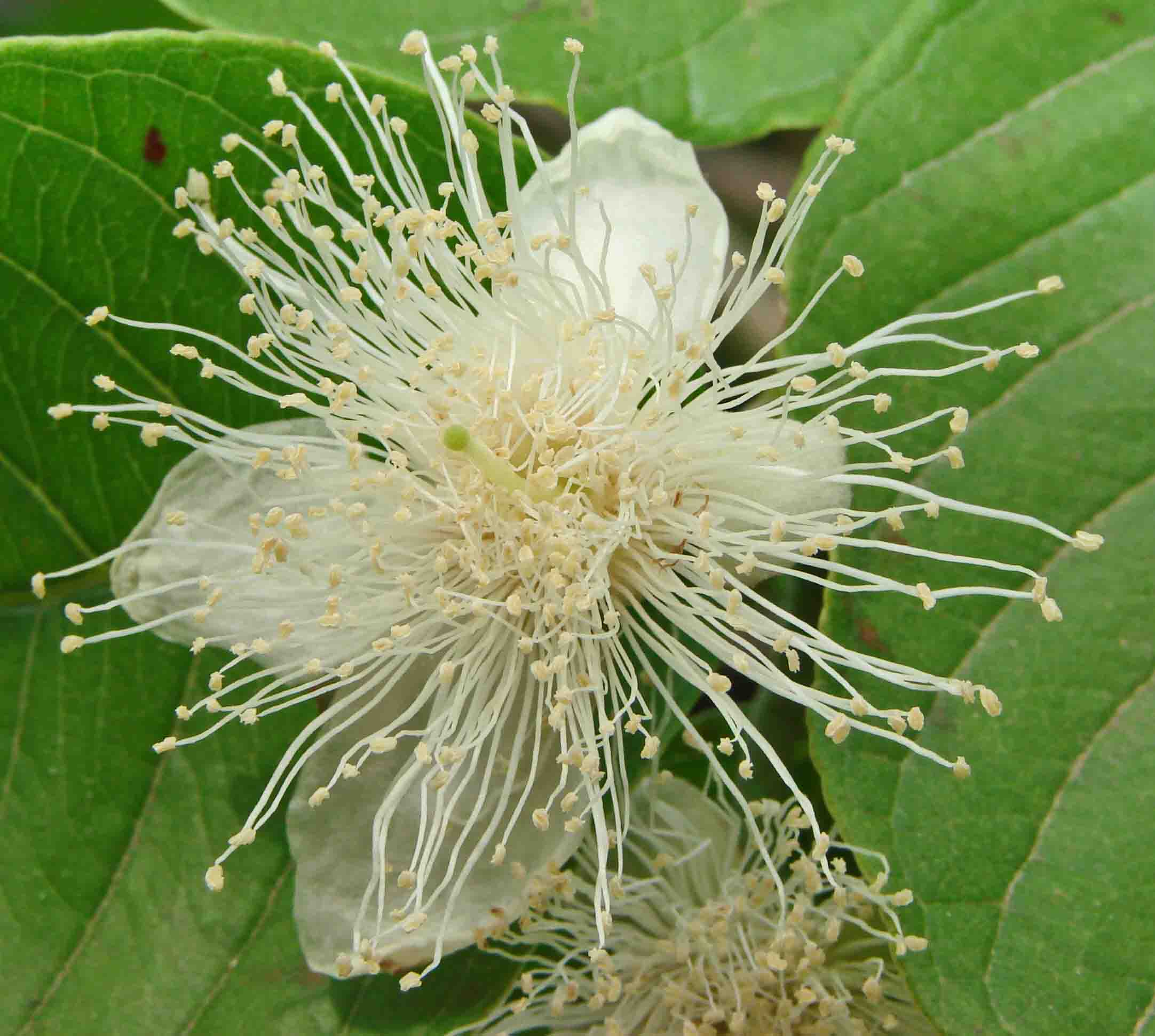 42-Guava-PsidiumGuajava-3.jpg