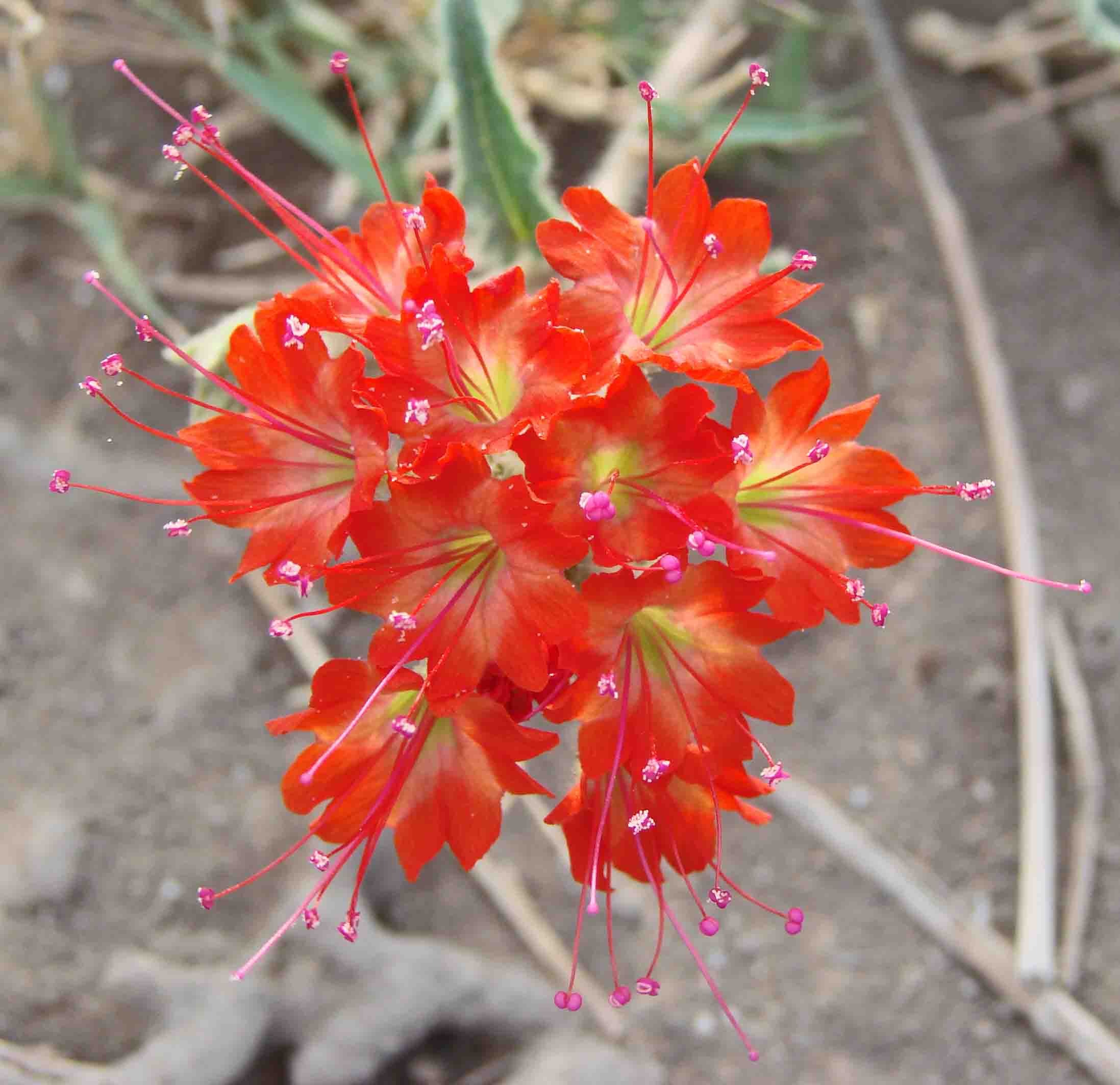 58-ScarletMuskflower-NyctagineaCapitata-2.jpg