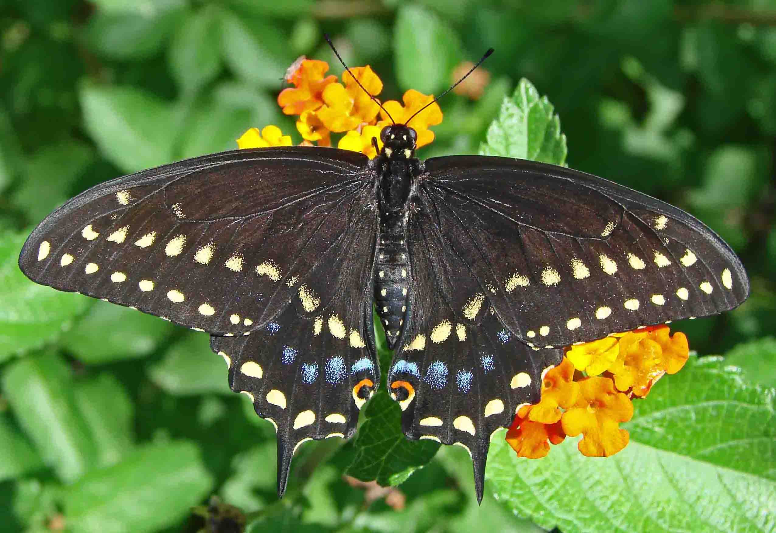6-BlackSwallowtail-9.jpg