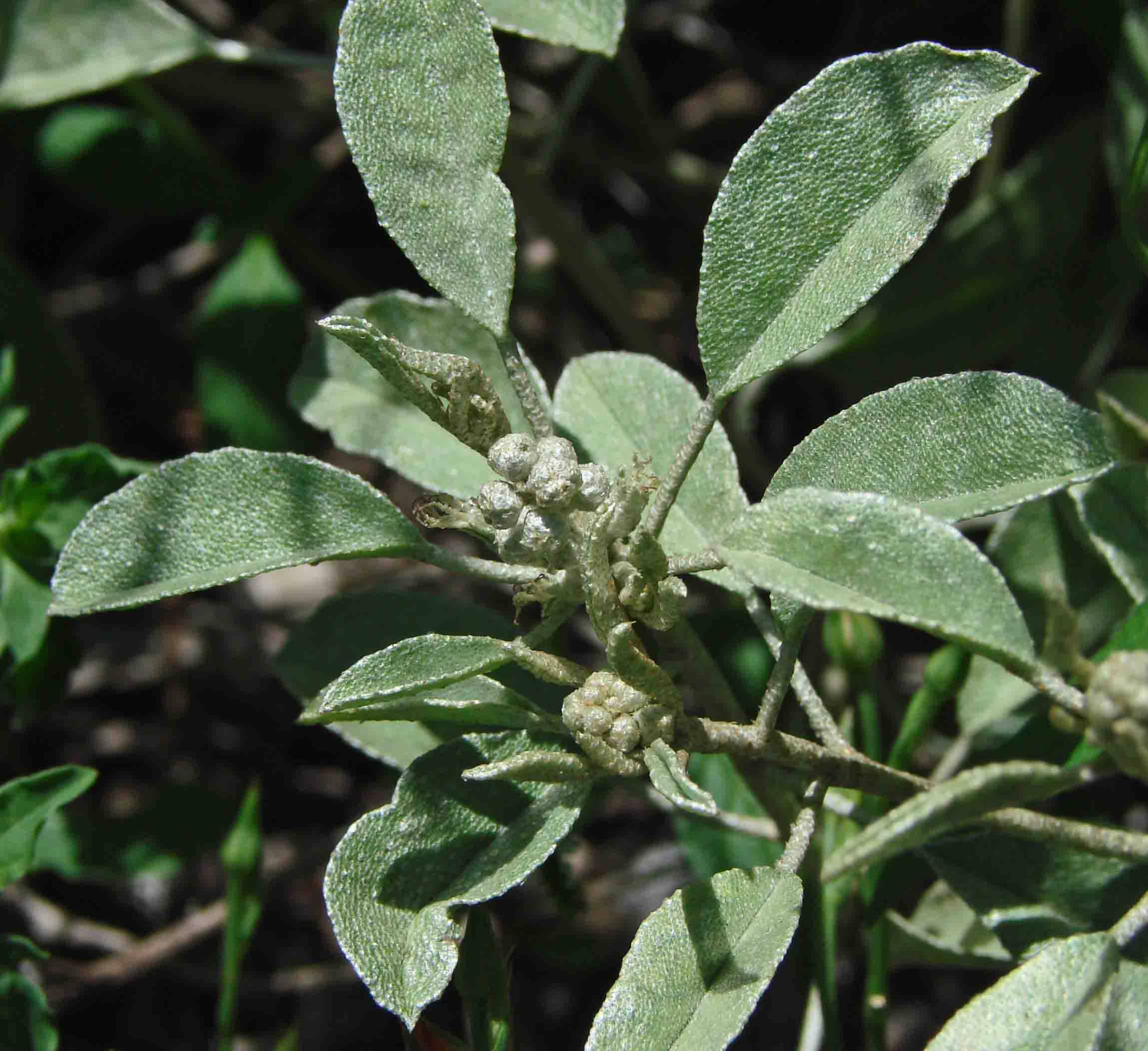 73-Silver-leafCroton-CrotonArgyanthemus-1.jpg