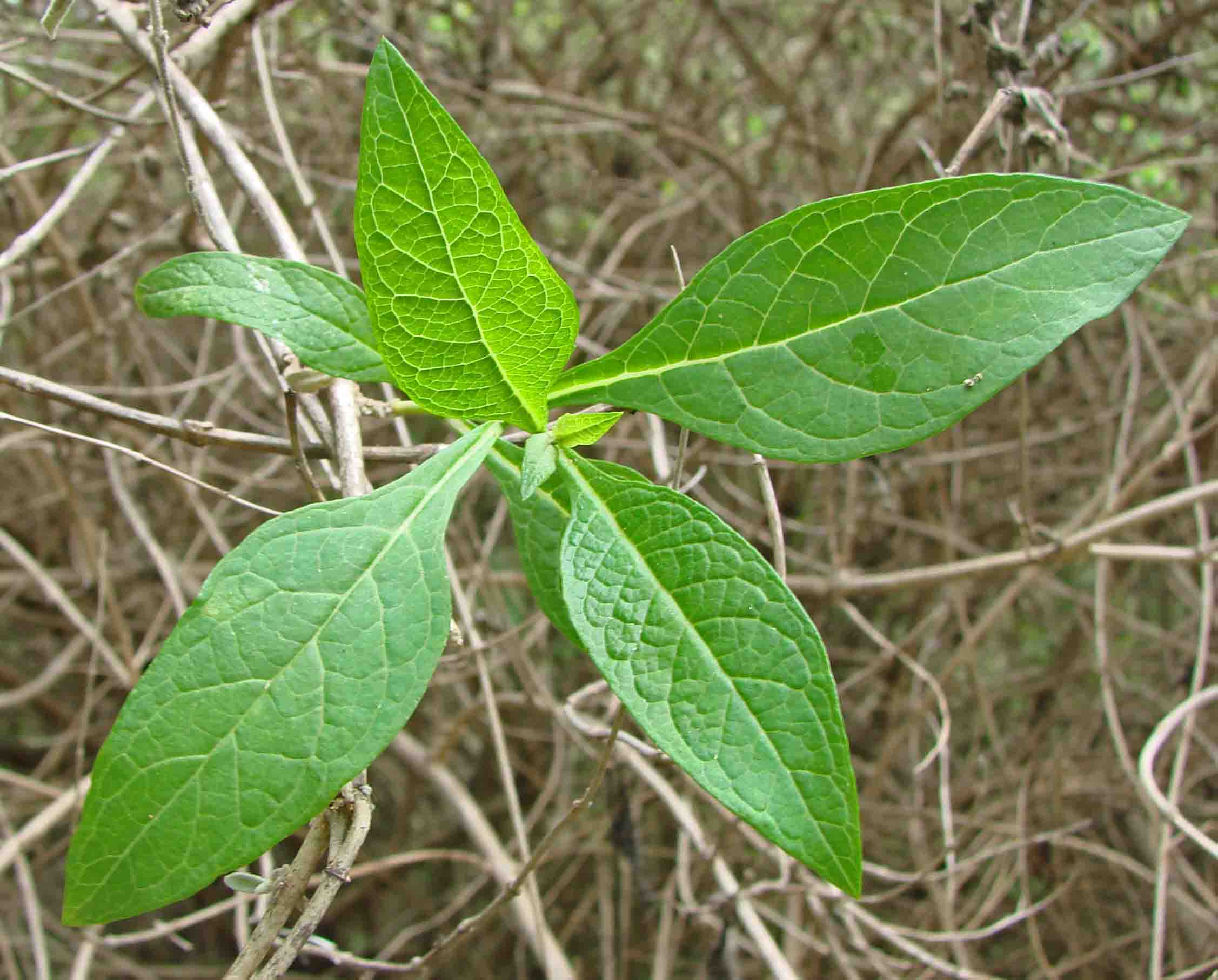 86-ButterflyBushBuddlejaSessiflora-1.jpg