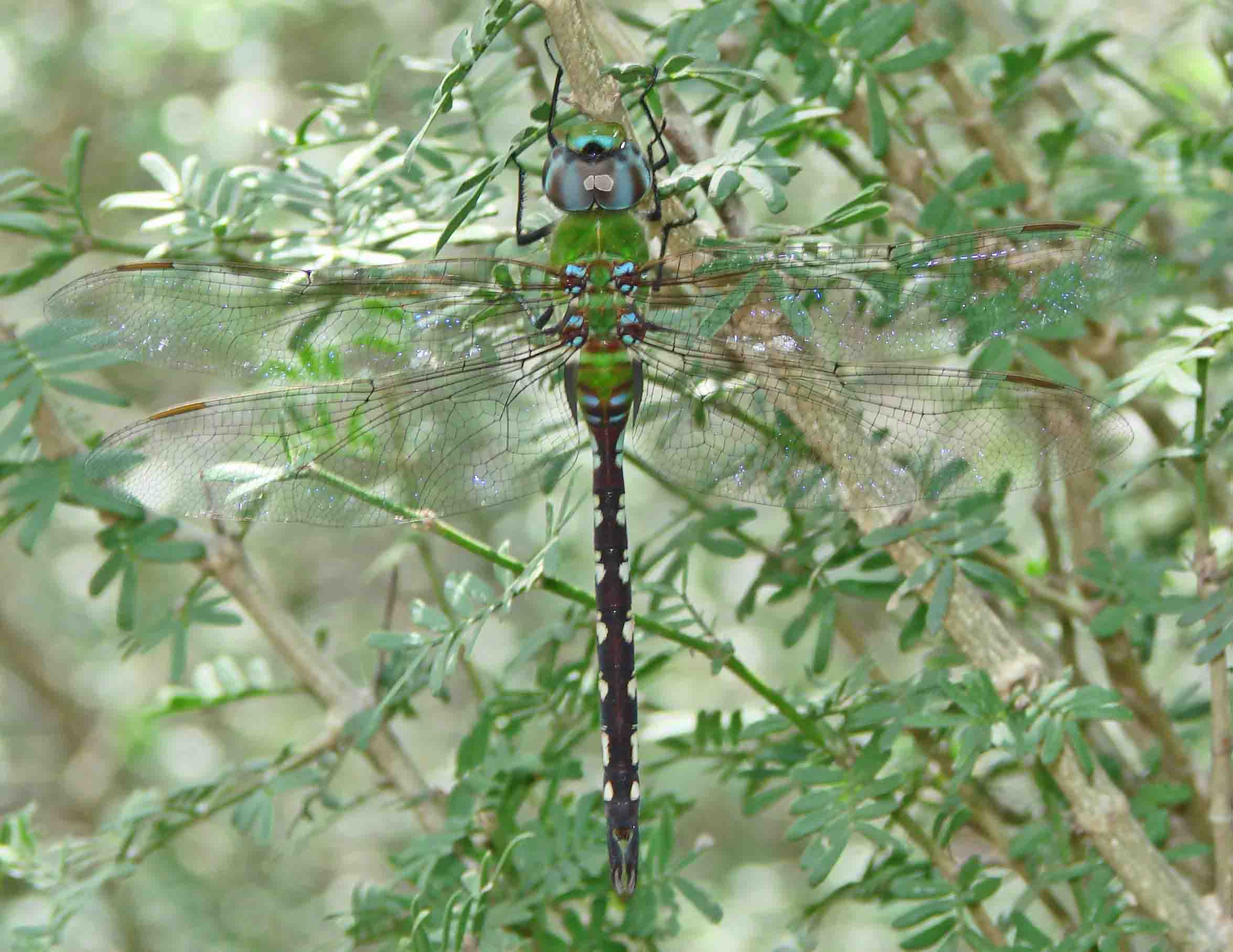 AmazonDarner-7.jpg