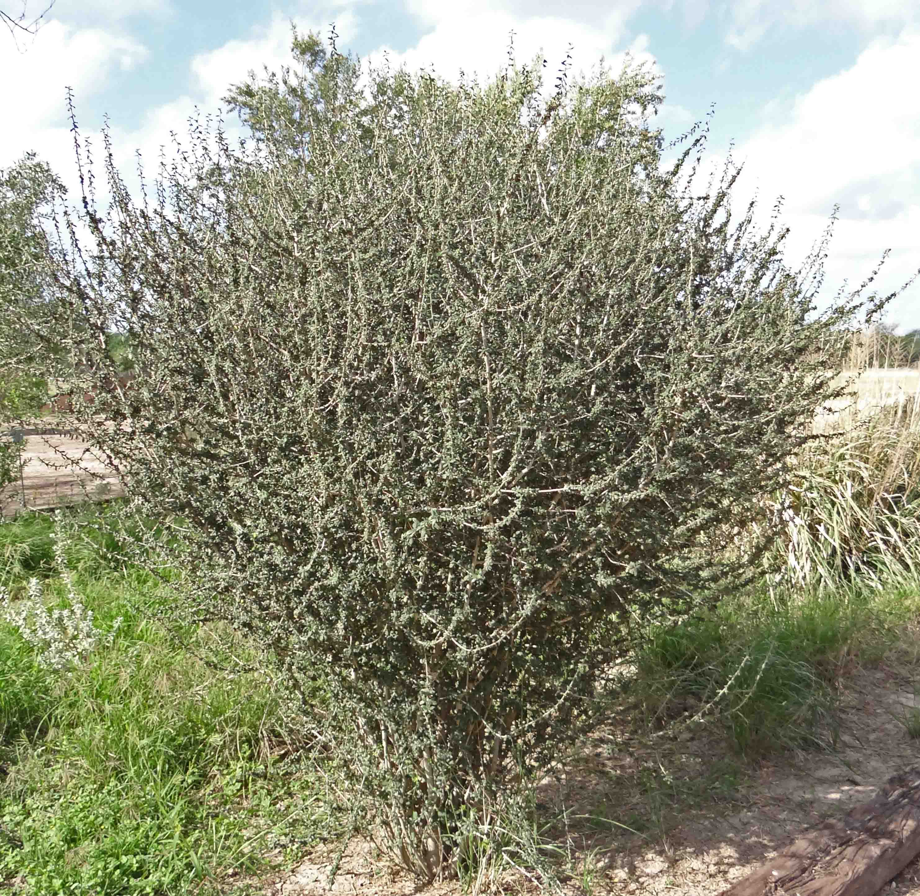 Bernardia-OrejaDeRaton-Bernardiamyricifolia-1.jpg