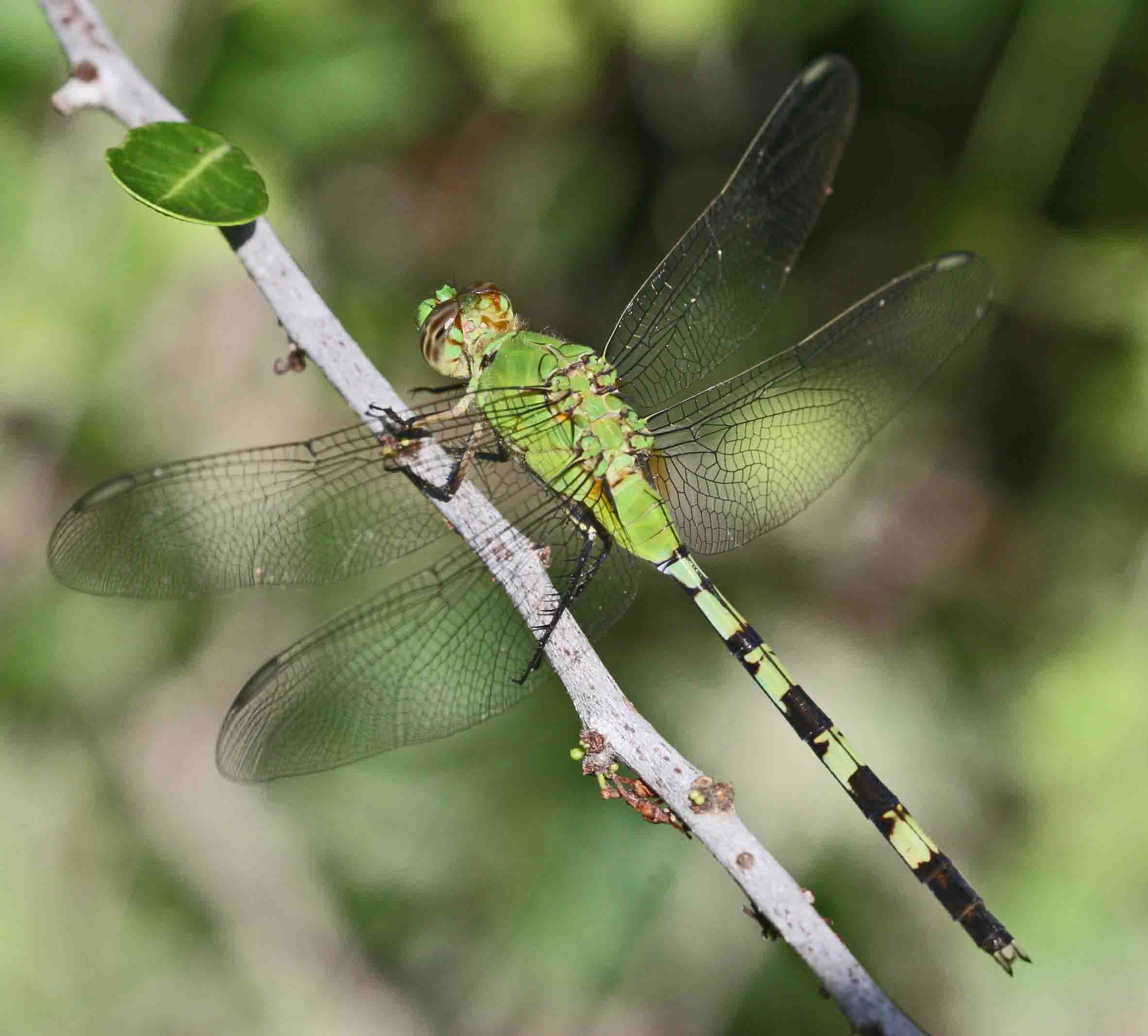 GreatPondhawk-4.jpg