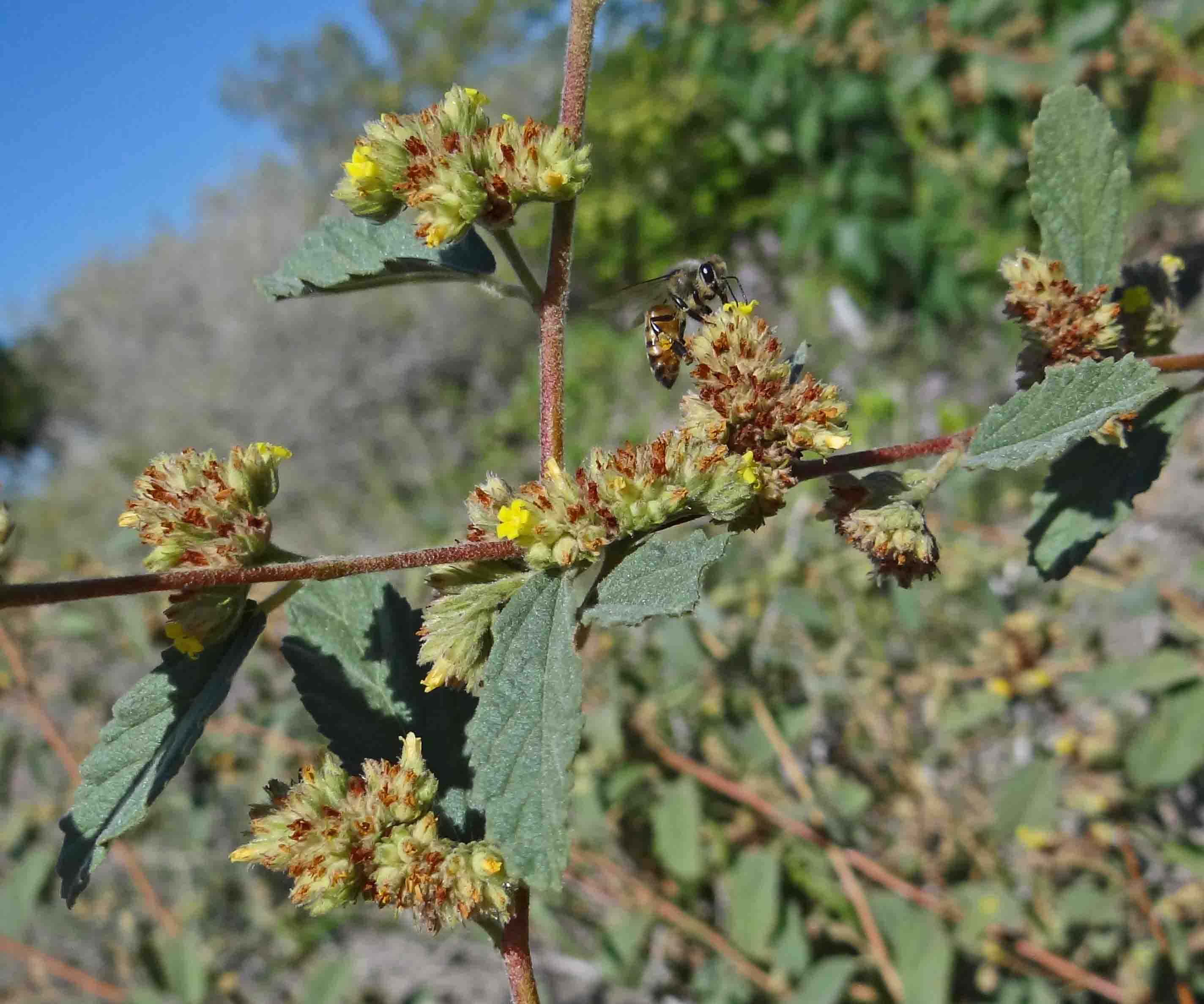 HierbaDelSoldado-Waltheriaindica-3.jpg