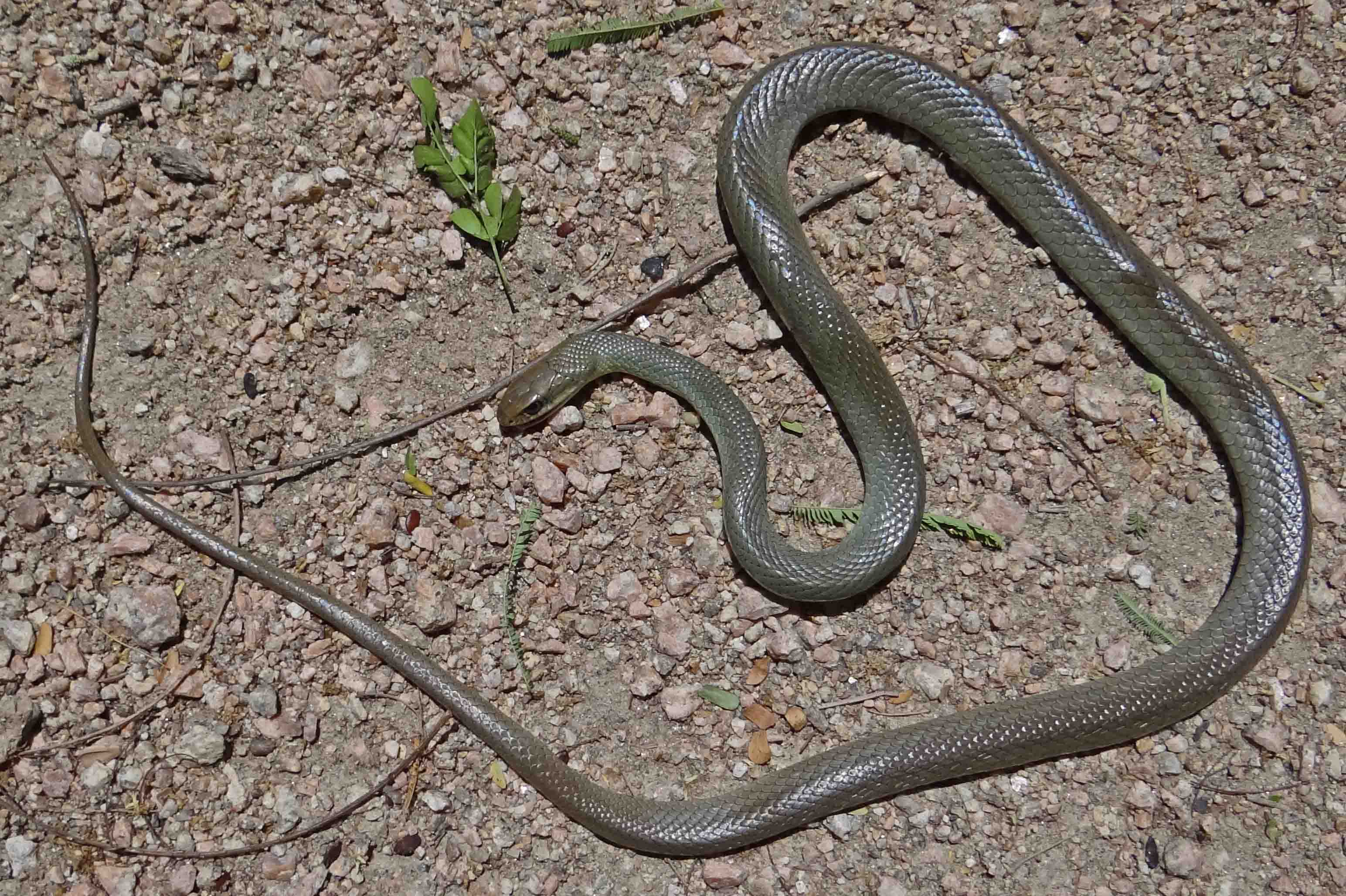 Reptiles And Amphibians Of The Lower Rio Grande Valley