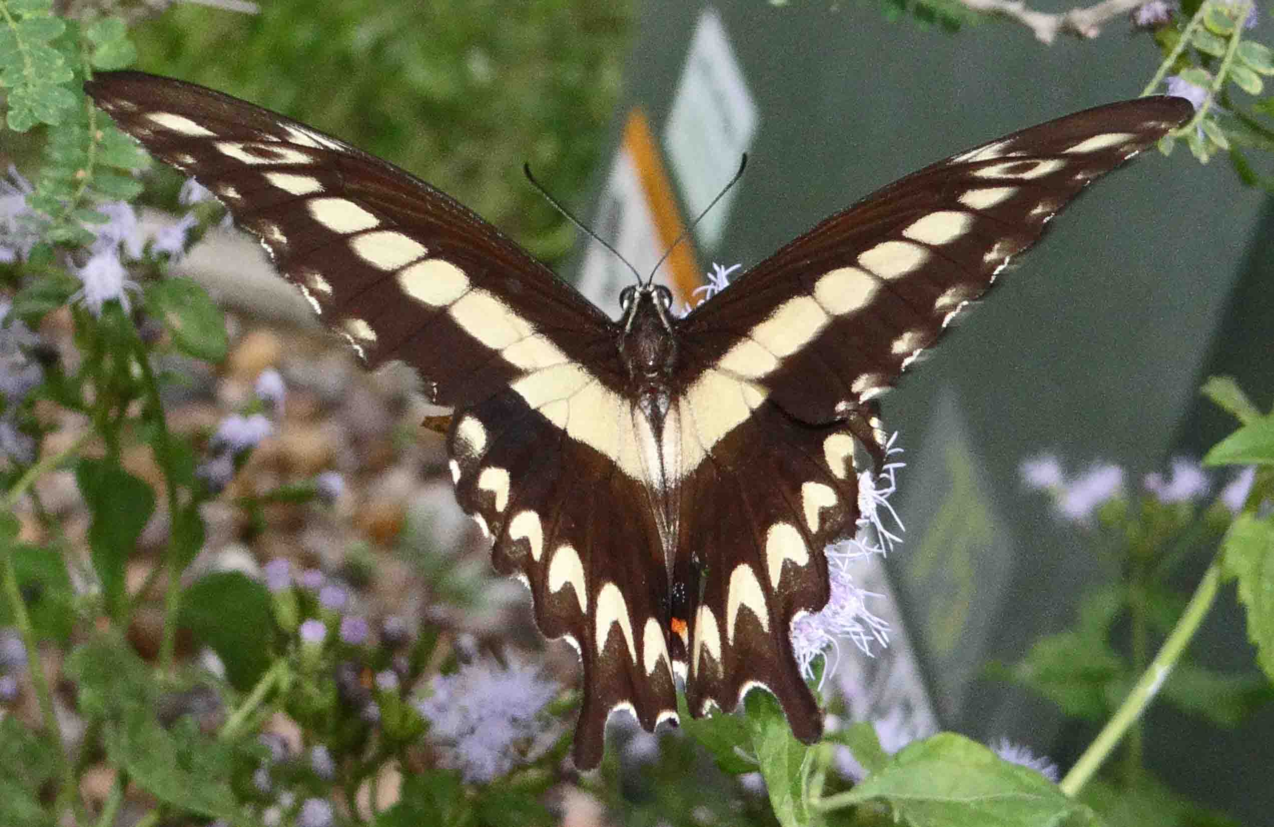 OrnythionSwallowtail-41.jpg