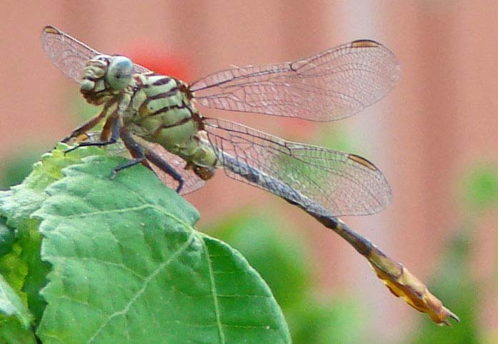 Russet-tippedClubtail-3.jpg