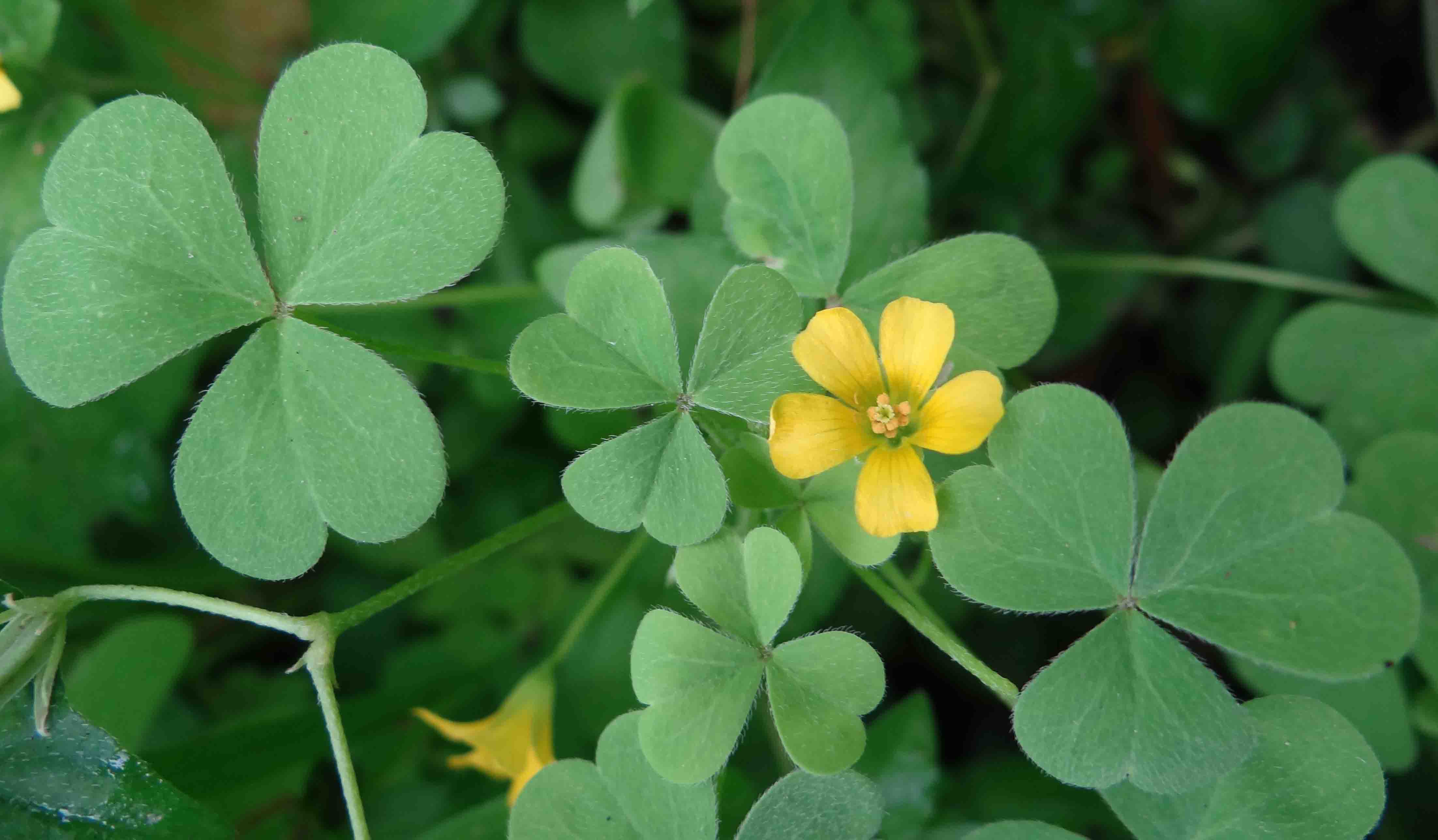 YellowWoodSorrel-Oxalisstricta-1.jpg